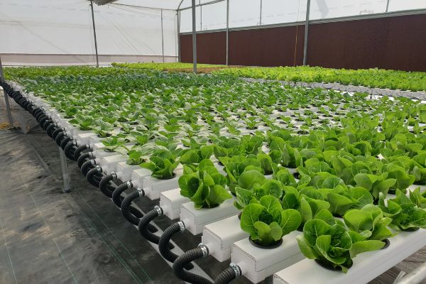 Hydroponics in India: Know the pros and cons of hydroponics farming
